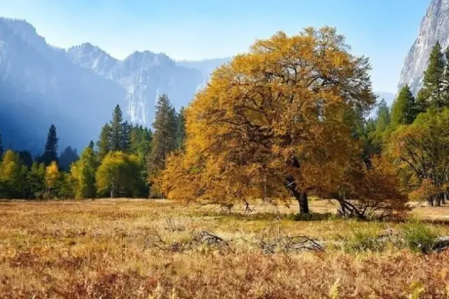 Discover Yosemite’s Natural Wonders: A 1-Day Guided Tour from San Francisco/San Jose