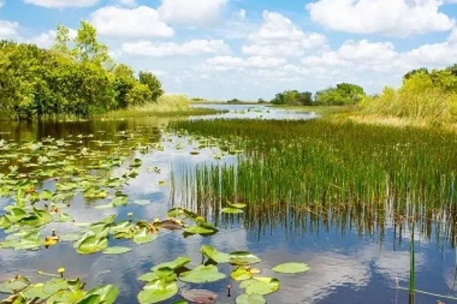 Experience the Magic of Everglades Airboat Adventure & Miami City Tour