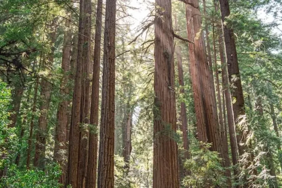 Discover the Tallest Trees & California’s Finest Wines in One Day