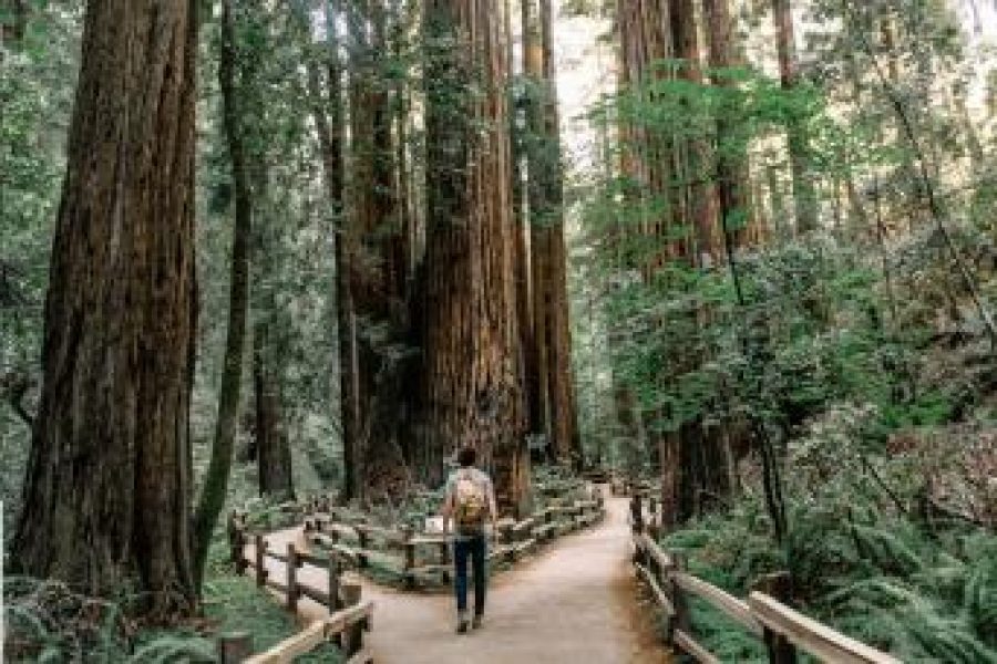 Muir Woods and Sausalito from San Francisco