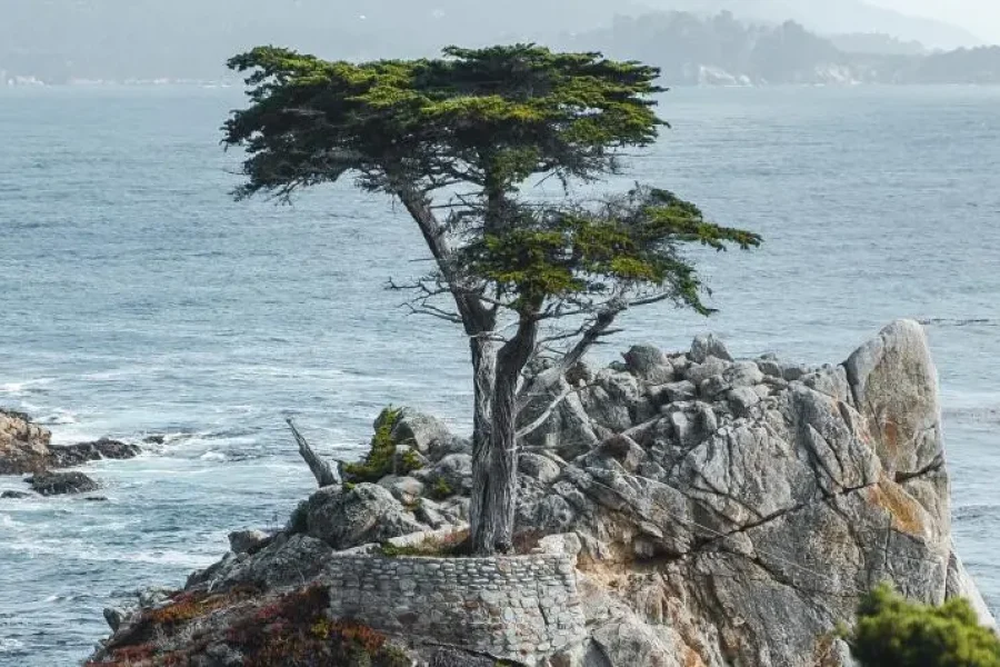 1-Day Carmel and Monterey Tour from San Francisco