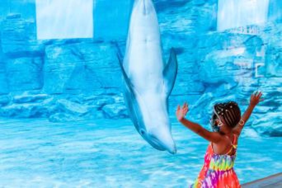Dive into the Magic: Winter’s Dolphin Tale Adventure in Clearwater