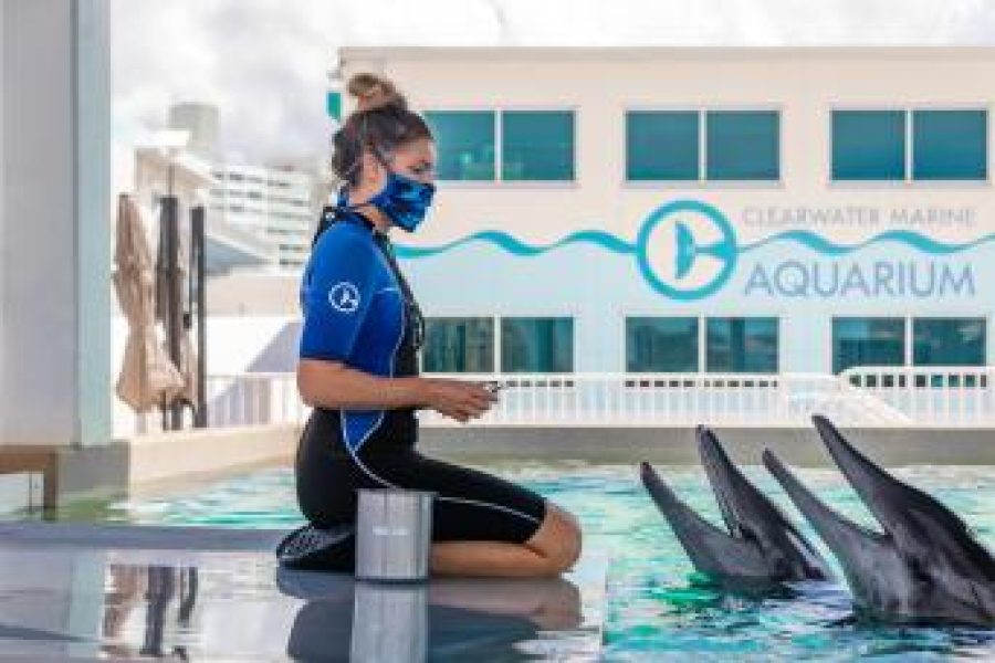 Explore Clearwater Beach: Winter’s Dolphin Home, Aquarium Fun & Movie Magic
