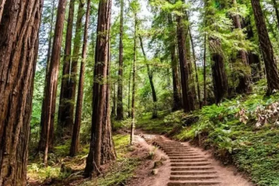 Escape to Muir Woods and Sausalito: A Half-Day Tour from San Francisco