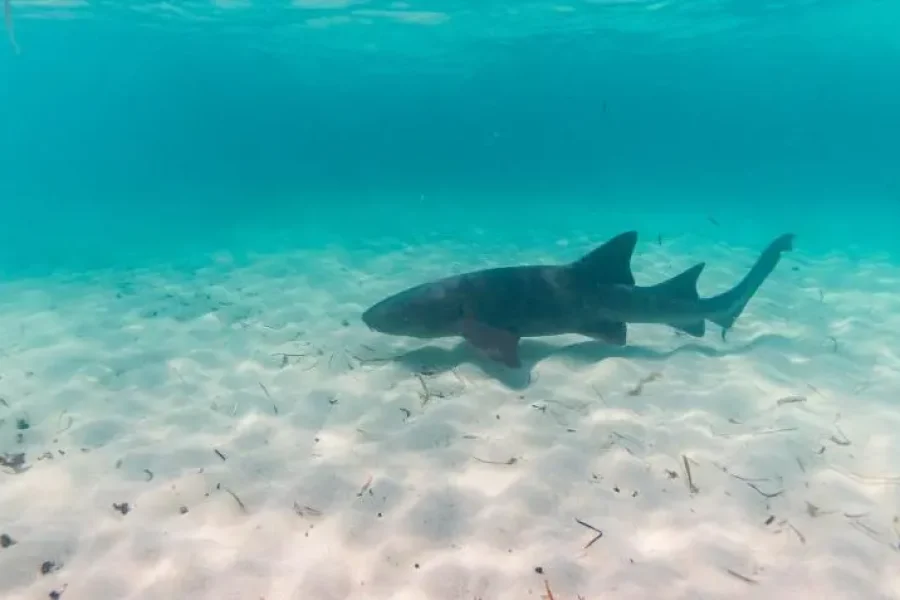 Explore Bimini Bahamas: 1-Day Tour from Miami